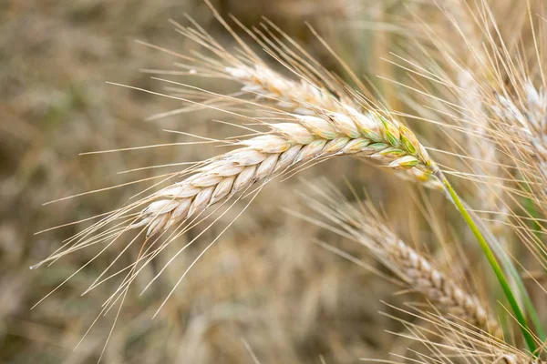 Buğday Tarlası Tarlada Altın Buğday Kulakları Olgunlaşan Çayırlık Buğday Tarlalarının — Stok fotoğraf
