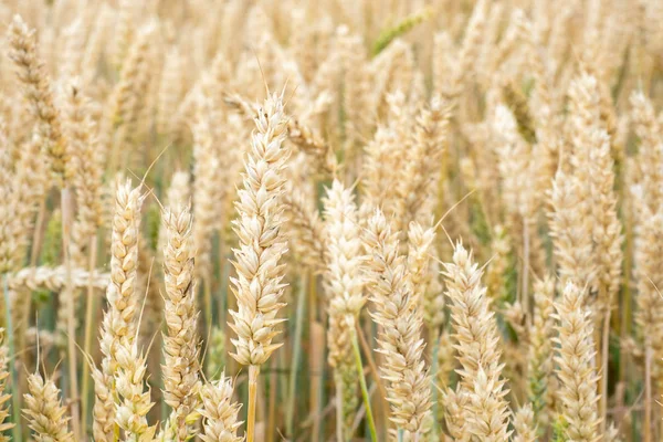 麦畑だ フィールド上の小麦の黄金の耳 牧草地のコムギ畑の熟成耳の背景 豊作コンセプト — ストック写真