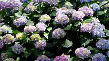 Ortanca, mavi ve pembe çiçekler. Hydrangea macrophylla - ortanca Çiçek bahçesindeki güzel bush