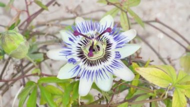 Mavi tutku çiçek çiçek açmış. Güzel Passiflora Caerulea olarak da bilinen tutku çiçek