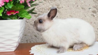 Bahar çelenk yakınındaki Paskalya tavşanı. Çiçekler oturan küçük cüce tavşan. 4 k çözünürlük.