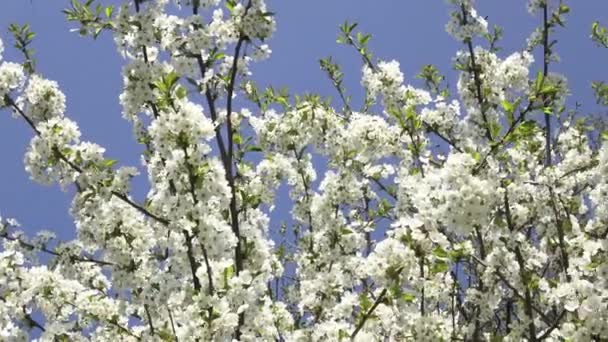 Fleurs Cerisier Fleurs Blanches Sur Fond Ciel Bleu — Video