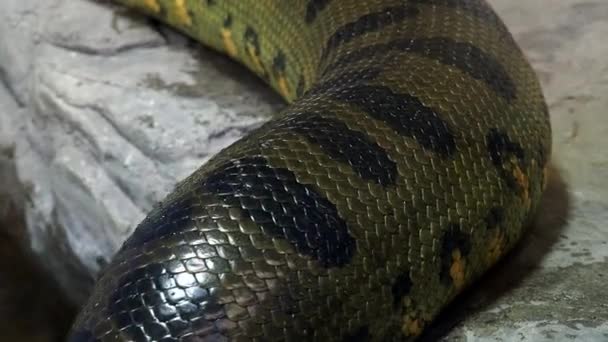 Groene Anaconda Eunectes Murinus Grote Slang Resolutie — Stockvideo