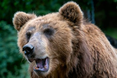 Boz ayı (Ursus arctos beringianus) portresi. Kamçatka boz ayı. Rusya büyük memeli.