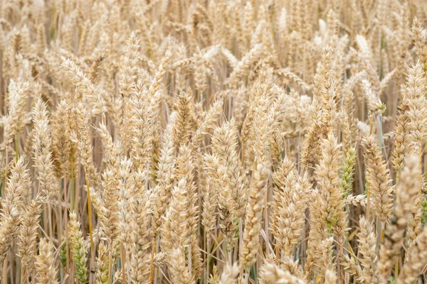 麦畑だ フィールド上の小麦の黄金の耳 牧草地のコムギ畑の熟成耳の背景 豊作コンセプト — ストック写真