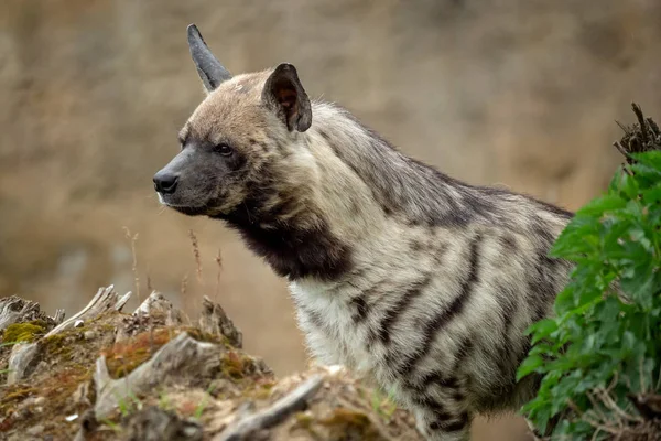 Gestreepte Hyena Hyaena Hyaena Sultana — Stockfoto