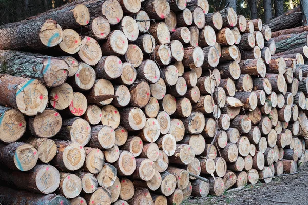 Uma Pilha Madeira Uma Visão Grandes Pilhas Logs — Fotografia de Stock