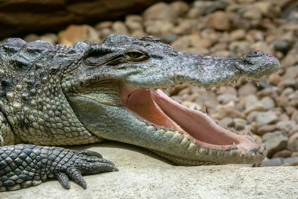 Siyam timsahı (Crocodylus siamensis) açık ağızlı. Büyük ağız diş tam