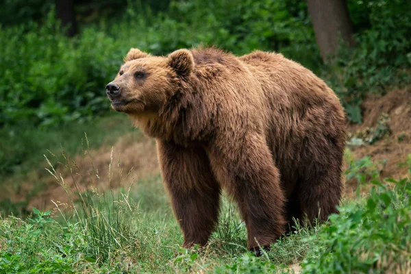 Medvěd Hnědý Ursus Arctos Beringianus Hnědý Kožich Nebezpečí Agresivní Zvíře — Stock fotografie