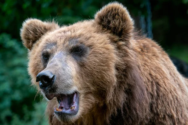 Portrait Brown Bear Ursus Arctos Beringianus Kamchatka Brown Bear Big Stock Picture