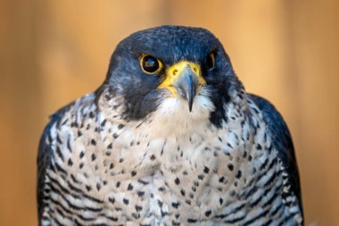 Peregrine falcon (Falco peregrinus) bir yırtıcı kuş portre.