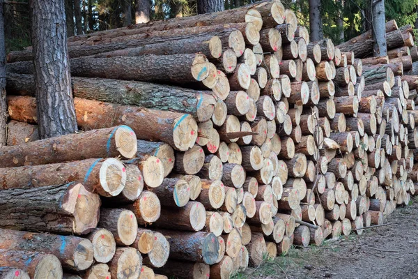 Odun Yığını Büyük Kütük Yığınlarının Manzarası — Stok fotoğraf
