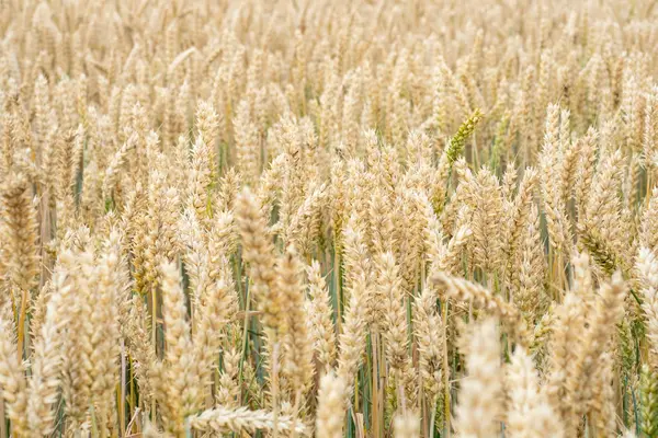 Weizenfeld Goldene Ähren Auf Dem Feld Hintergrund Der Reifenden Ähren — Stockfoto