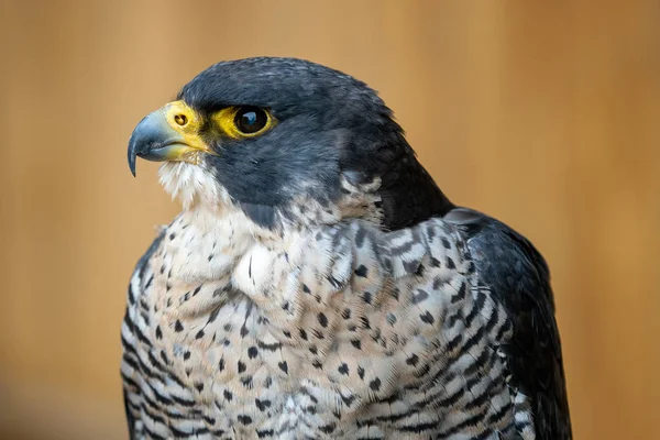 Peregrine Falcon Falco Peregrinus Bir Yırtıcı Kuş Portre — Stok fotoğraf