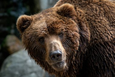 Kamchatka Brown bear (Ursus arctos beringianus). Brown fur coat, danger and aggresive animal. Big mammal from Russia. clipart