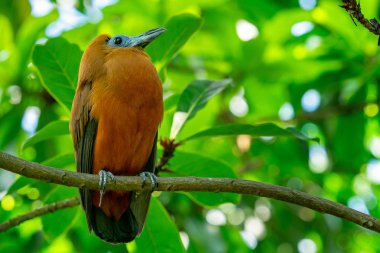 Tropical bird capuchinbird or calfbird - Perissocephalus tricolor in the rainforest clipart