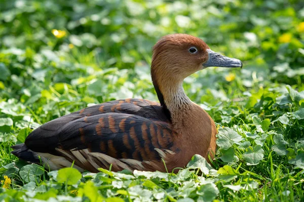 Canard Mâle Sauvage Assis Dans Herbe Verte — Photo