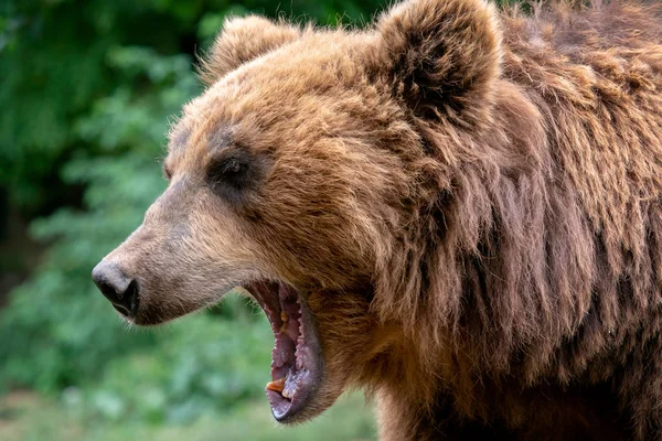 Urso Com Focinho Aberto Retrato Urso Castanho Kamchatka Ursus Arctos — Fotografia de Stock