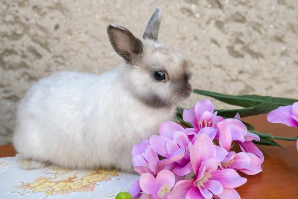 Coniglietto Pasqua Vicino Ghirlanda Primavera Piccolo Coniglio Nano Seduto Vicino — Foto Stock