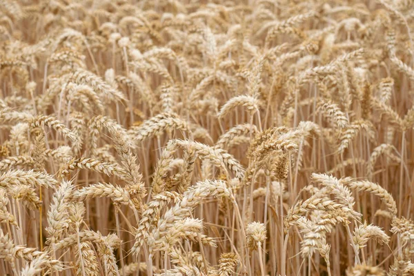 Buğday Tarlası Tarlada Altın Buğday Kulakları Olgunlaşan Çayırlık Buğday Tarlalarının — Stok fotoğraf