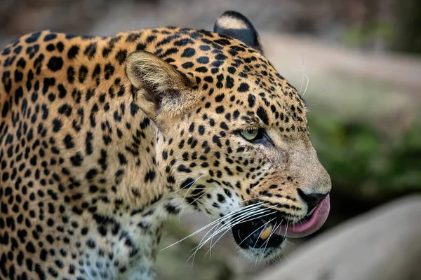 Ceilão Leopardo Panthera Pardus Kotiya Grande Gato Manchado — Fotografia de Stock