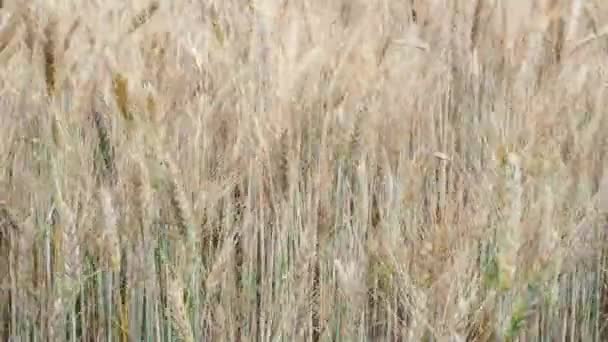 Búzamező Arany Búzafül Mezőn Háttér Érlelőfülek Rét Búzamező Gazdag Betakarítás — Stock videók