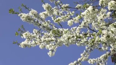 Kiraz çiçekleri, mavi gökyüzünün arka planında beyaz çiçekler.