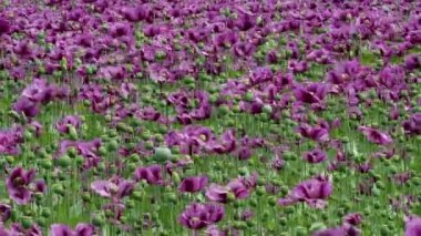 Bir alandaki yeşil haşhaş kapsül, mor haşhaş çiçekleri. (Gelincik somniferum). Poppies, tarımsal ürün.