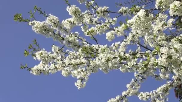 Kiraz Çiçekleri Mavi Gökyüzünün Arka Planında Beyaz Çiçekler — Stok video