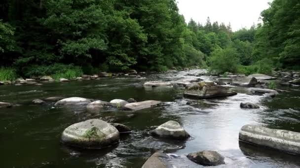 Τοπίο Δάσος Ποτάμι Και Πέτρες Στον Ποταμό Sazava Τσεχική Δημοκρατία — Αρχείο Βίντεο