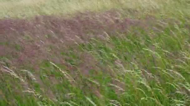 Blühende Gräser Auf Einer Wiese Wind Auf Dem Gras — Stockvideo