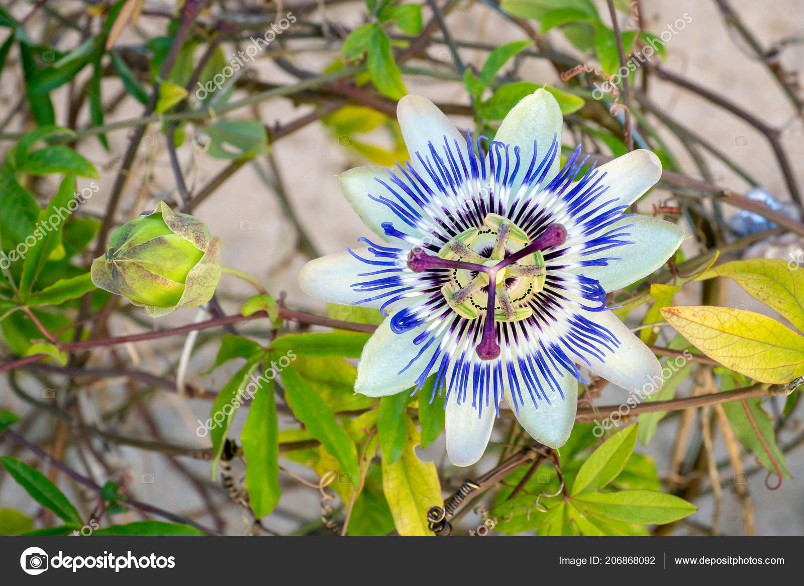 Blooming Blue Passion Flower Beautiful Passiflora Caerulea Also Known Passion Stock Photo Image By C Xtrekx Blooming Blue Passion Flower Beautiful Passiflora Caerulea Also Known Passion Stock Photo Image By C Xtrekx