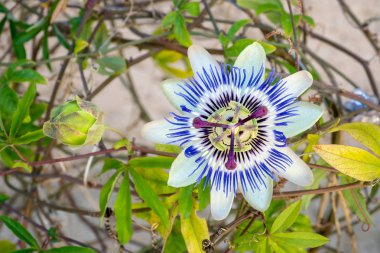 Mavi tutku çiçek çiçek açmış. Güzel Passiflora Caerulea olarak da bilinen tutku çiçek
