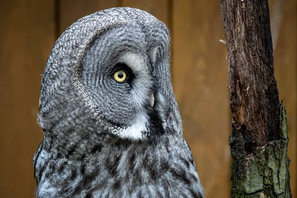 Nagy Szürke Bagoly Strix Nebulosa — Stock Fotó