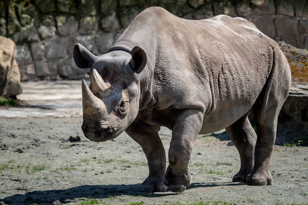 Östliches Spitzmaulnashorn Diceros Bicornis Michaeli — Stockfoto