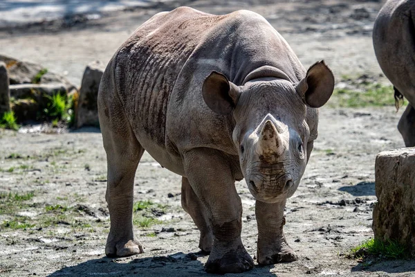 Rinoceronte Negro Oriental Joven Diceros Bicornis Michaeli — Foto de Stock