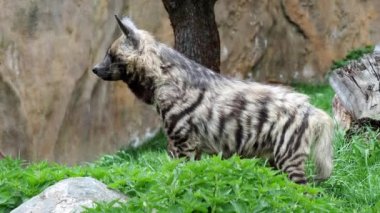 Çizgili sırtlan (Hyaena hyaena sultana). 4 k çözünürlük.