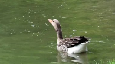 (Anser anser) suda ördek krizinden. Boz kaz su yüzeyinde yüzen. Su kuşu. 4 k çözünürlük