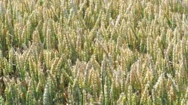 Buğday tarlası. Tarlada altın buğday kulakları. Olgunlaşan çayırlık buğday tarlalarının arka planı. Zengin hasat kavramı