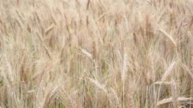 Buğday tarlası. Tarlada altın buğday kulakları. Olgunlaşan çayırlık buğday tarlalarının arka planı. Zengin hasat kavramı