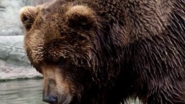 Kamçatka Kahverengi Ayısı (Ursus arctos beringianus). Kahverengi kürk, tehlikeli ve saldırgan bir hayvan. Rusya 'dan büyük memeli..