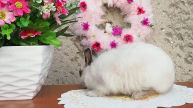 Bahar çelenk yakınındaki Paskalya tavşanı. Çiçekler oturan küçük cüce tavşan. 4 k çözünürlük.