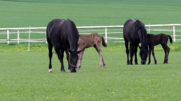 Cavalo Kladrubian Preto Égua Com Potro — Vídeo de Stock