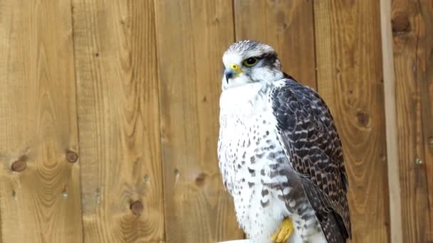 Sakervalk Falco Cherrug Een Geslacht Van Roofvogels — Stockvideo