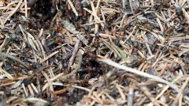 蚂蚁在森林中的蚁群中工作 分辨率 — 图库视频影像