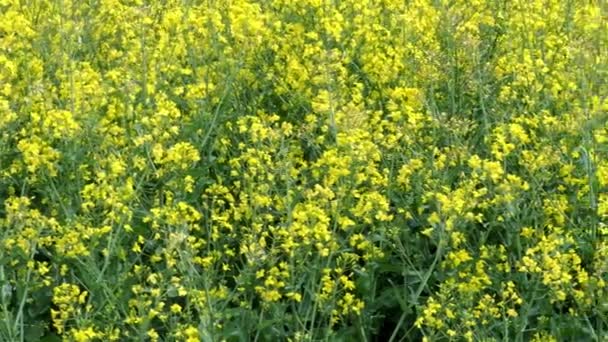 Flor Amarilla Violación Creciendo Cultivo Agrícola Para Producción Aceite Resolución — Vídeos de Stock