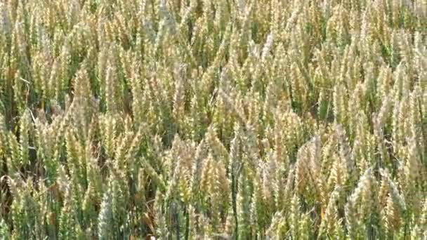 Buğday Tarlası Tarlada Altın Buğday Kulakları Olgunlaşan Çayırlık Buğday Tarlalarının — Stok video