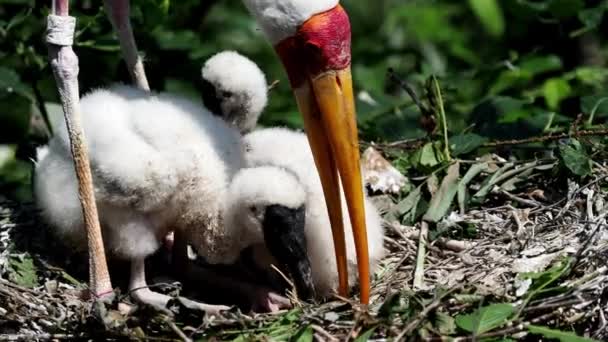 Bocian Biały Mycteria Cinerea Karmienia Piskląt Ptasie Gniazdo Mycteria Rodziny — Wideo stockowe