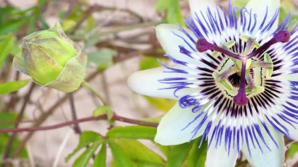 盛开的蓝色激情的花朵 美丽的西番莲蓝靛也被称为激情之花 — 图库视频影像