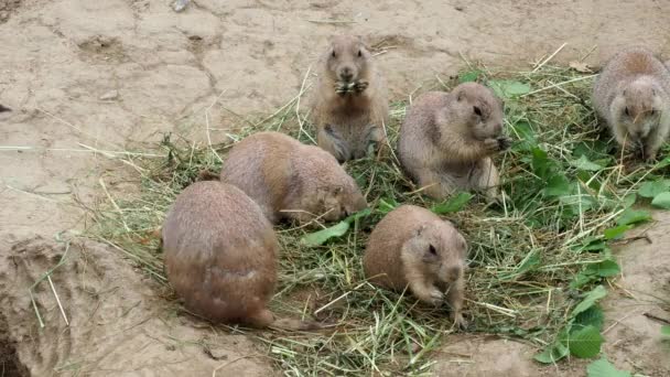 Prairie Cães Cynomys Ludovicianus Sentar Mordiscar Folhas Galhos — Vídeo de Stock